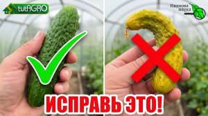 ОГУРЦЫ КРИЧАТ О ПОМОЩИ! Читаем по форме плода 🥒🔍