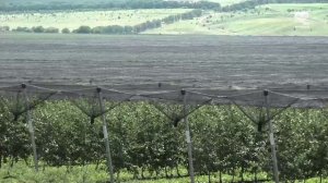Подготовка к уборке урожая идет в яблоневых садах с. Таллык