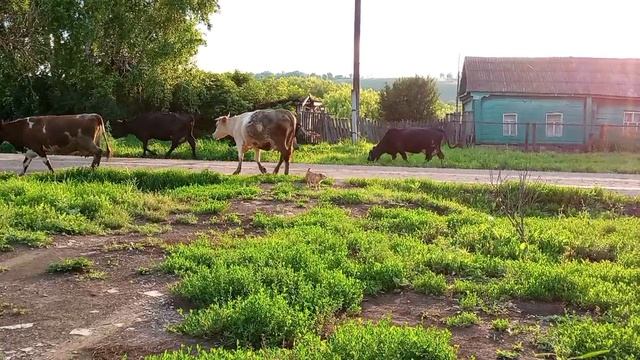 Утро в деревне. смотреть онлайн