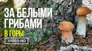 ЗА БЕЛЫМИ ГРИБАМИ В ГОРЫ.   20 июля 2026 года.  Сбор белых грибов, лисичек и подберёзовиков.