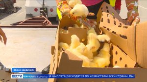 «Вести. Сахалин. Курилы». 22 июля 2026 года