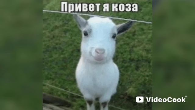 коза (первое видео с компа смотреть онлайн