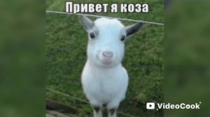коза (первое видео с компа