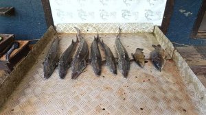 Итоговый улов на малом водоёме