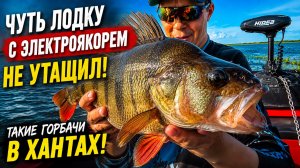 ЧУТЬ ЛОДКУ С ЭЛЕКТРОЯКОРЕМ НЕ УТАЩИЛ! ВОТ ТАКИЕ ГОРБАЧИ В ХАНТАХ!