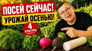 Конец июля начало августа - идеальное время для посадки укропа, петрушки, редьки и дайкона.