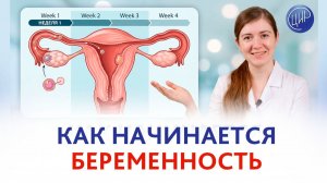 Календарь беременности: что происходит на 1-4 неделях от менструации до имплантации