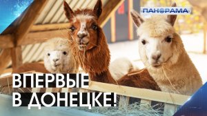 Добро пожаловать в Донецк! Открыт уникальный парк альпак 23.07.2026 «Панорама»