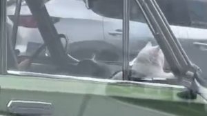 ☺️ В этом видео прекрасно всё!
