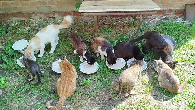 Хвостатая компания😽🐱😽🐕🥣