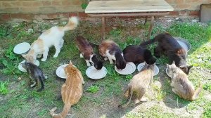 Хвостатая компания😽🐱😽🐕🥣