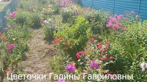 Наши Новские пенсионеры и их цветочки 2026 под песни Jazzdauren часть вторая