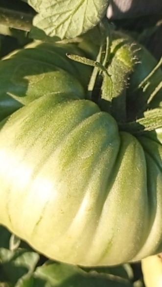 Томат Минусинец 🍅 Красота в моменте #shorts смотреть онлайн