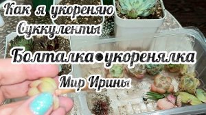 КАК Я УКОРЕНЯЮ СУККУЛЕНТЫ | БОЛТАЛКА  УКОРЕНЯЛКА●