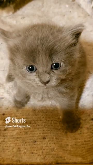 Озорные малыши. Милые котята.