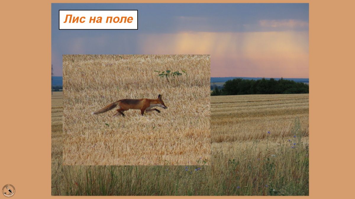 Лиса на убранном поле. Ищет еду и находит смотреть онлайн