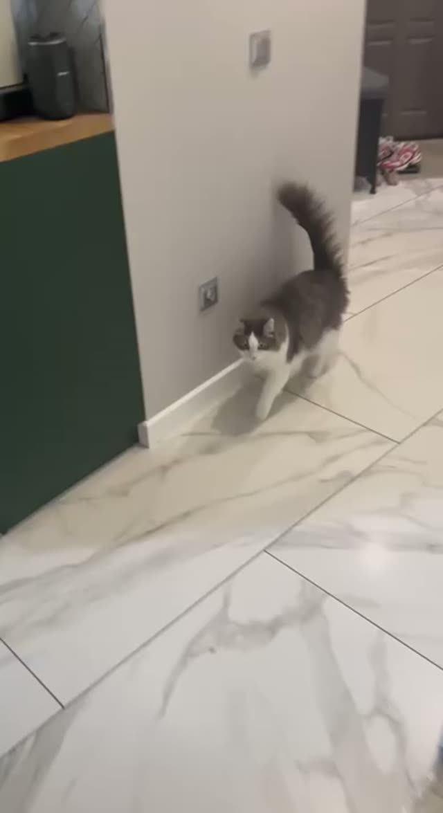 Kot