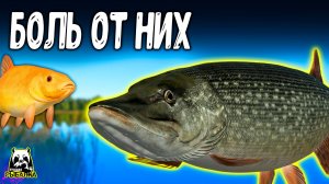 Эти рыбы сделали нам конкрентную больную боль #рр4