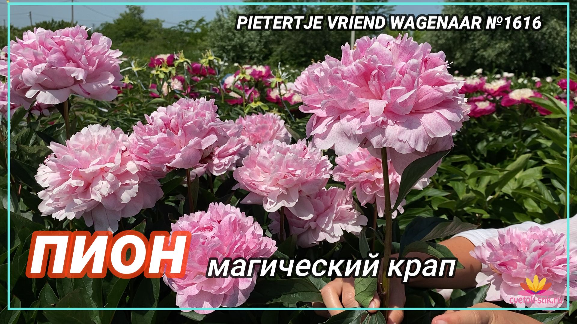 ПИОН PIETERTJE VRIEND WAGENAAR №1616 Cvetok-snk.ru