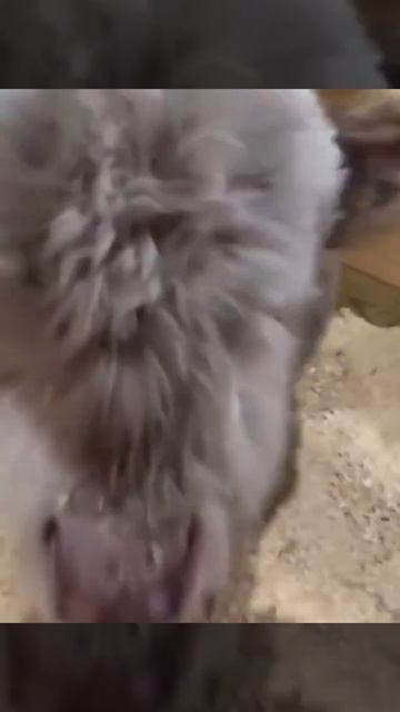 Шотландская высокогорная корова, родившаяся всего два часа назад Шотландская высокогорная корова, родившаяся всего два часа назад
