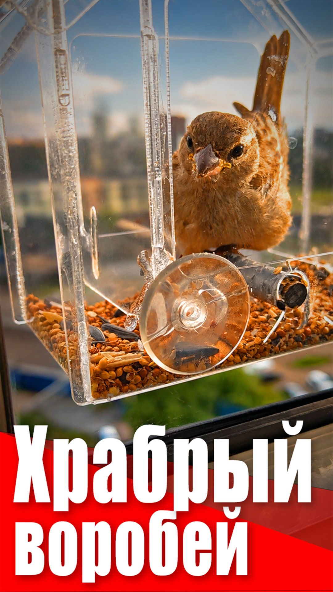 Храбрый воробей