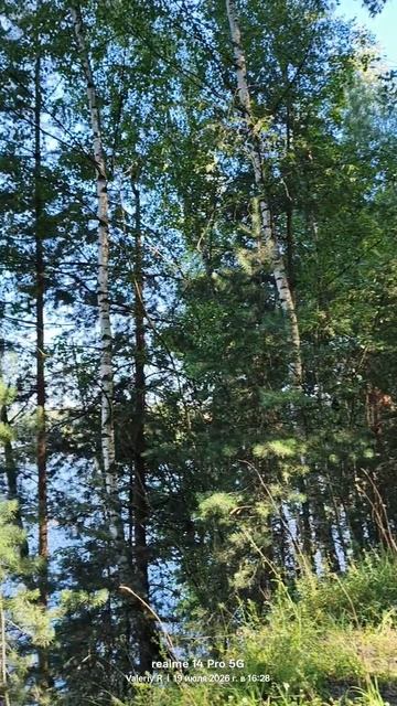 Живописный берег Орловского карьера 🌲🌳🏞️ 19.07.2026