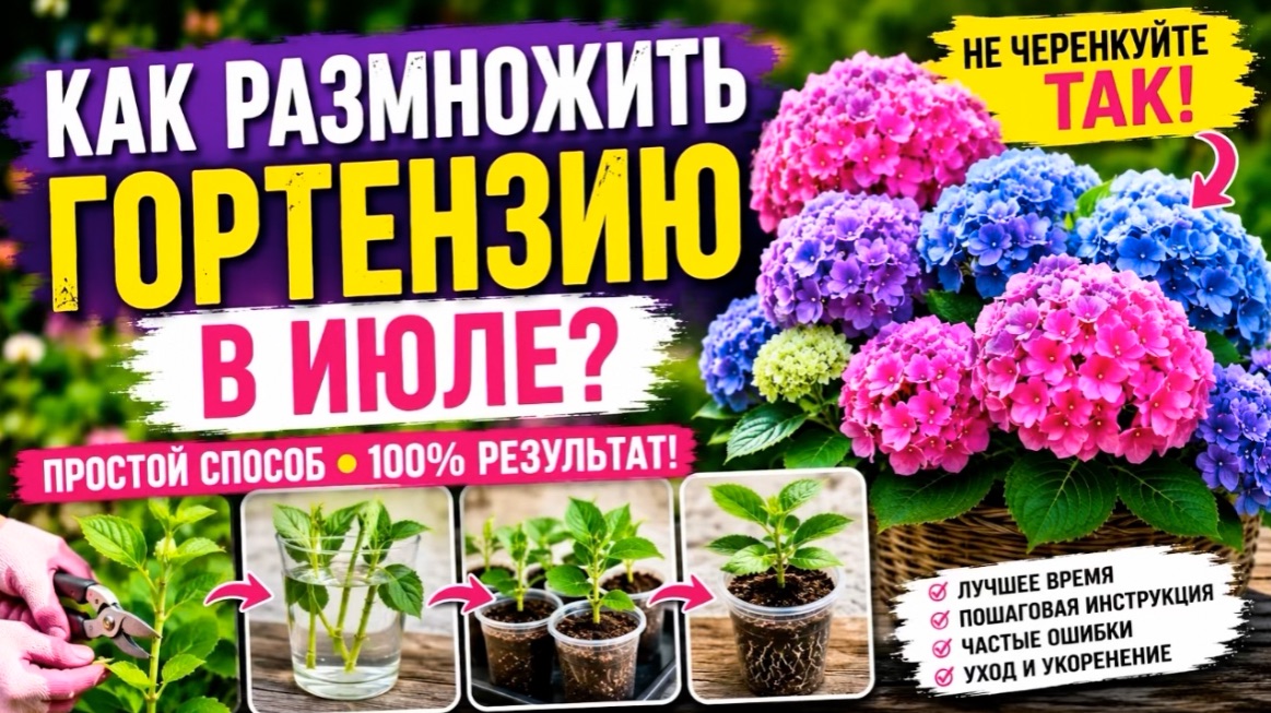 Как размножить гортензию в июле? 95% садоводов делают одну ошибку 🌺 смотреть онлайн
