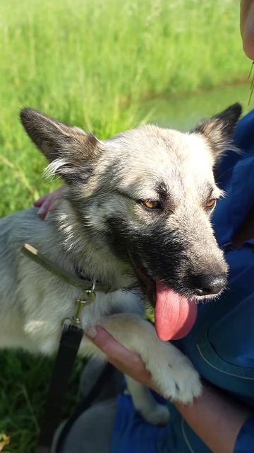 Акелла, часть 2: почему эта «волчица» станет лучшим другом 😍🐺💛