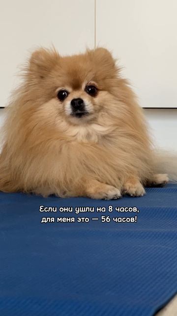 Собаки чувствуют время не так как люди!