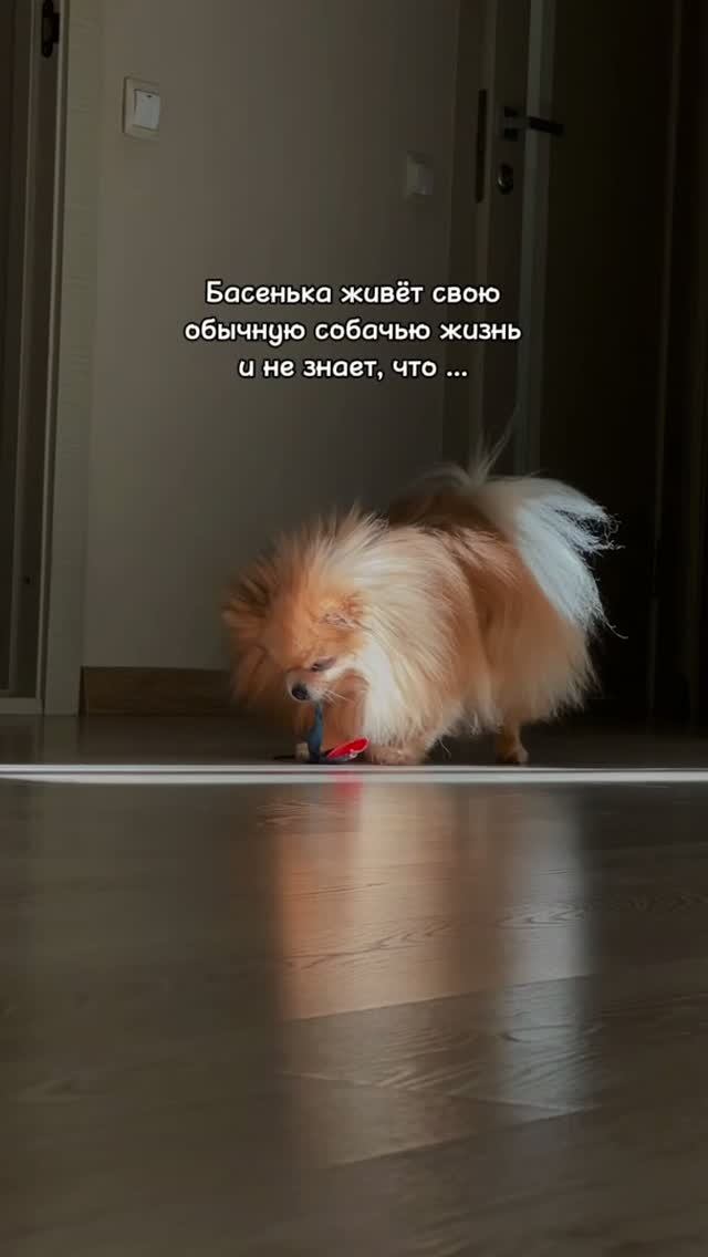 Басина необычная обычная жизнь!