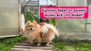 Булочка берет от дачной жизни всё, что может!