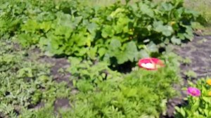 🌱🌱🌱Хожу,брожу по огороду😄
