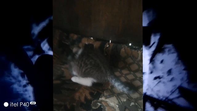 Котик играет под фонк ABNORMAL