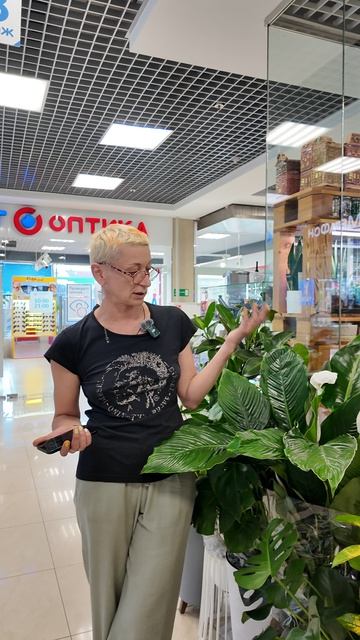 Сорта спатифиллумов. Сколько их?