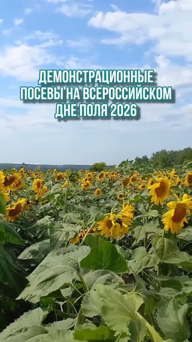 Демпосевы подсолнечника на Всероссийском дне поля 2026