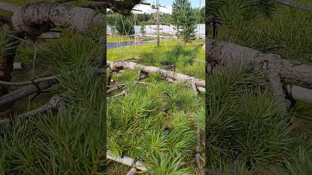 Фестиваль года Чистый срез смотреть онлайн
