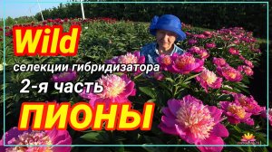 Пион «DRESDEN PINK» и «VELMA ATKINSON» /Сад Ворошиловой