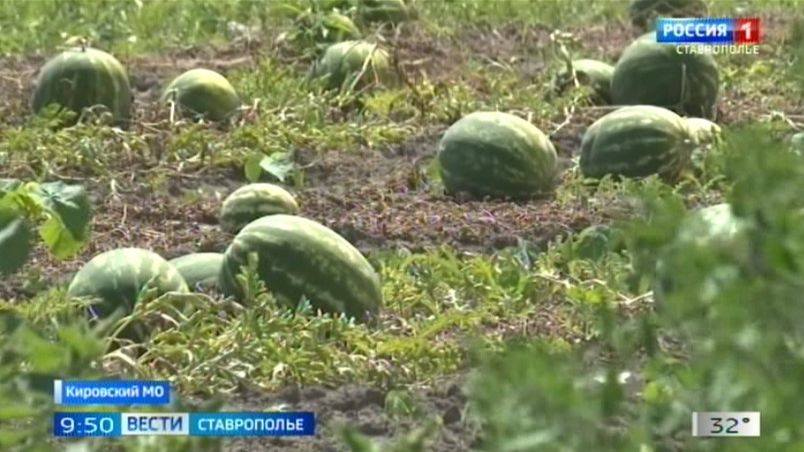 «Вести. Ставропольский край» 23.07.2026 (9.30) смотреть онлайн