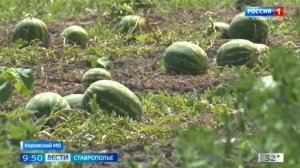 «Вести. Ставропольский край» 23.07.2026 (9.30)