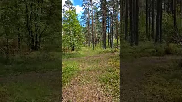 Лето в лесу смотреть онлайн