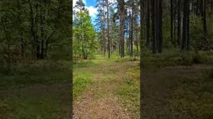 Лето в лесу. Запись эфира