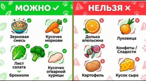 Всё о хомяках 👍