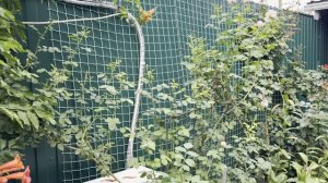 Прогулка по саду 🌿23 июля 26г🌿Восточная часть моего сада🌿