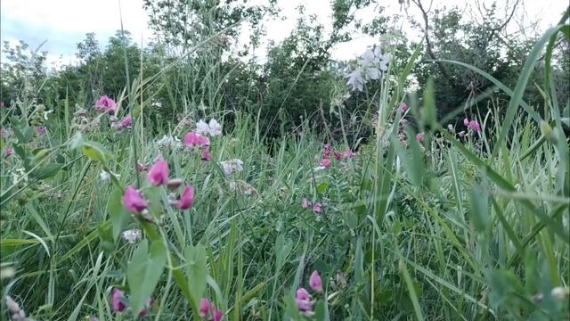 Пение птиц на цветущих лугах для отдыха, релаксации, сна. Звуки природы для успокоения.