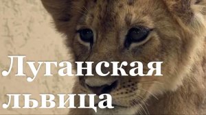 Львицу, обнаруженную в центре Луганска, взяли под наблюдение специалисты