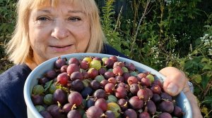 Ягодное счастье...«жру» ягодки с кустика...