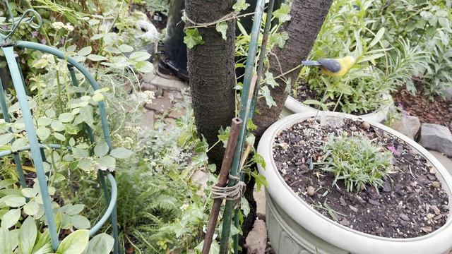 Прогулка по саду 🌿23 июля 26г🌿Южная часть моего сада🌿 Прогулка по саду 🌿23 июля 26г🌿Южная часть моего сада🌿