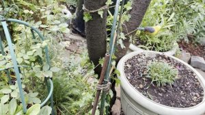 Прогулка по саду 🌿23 июля 26г🌿Южная часть моего сада🌿