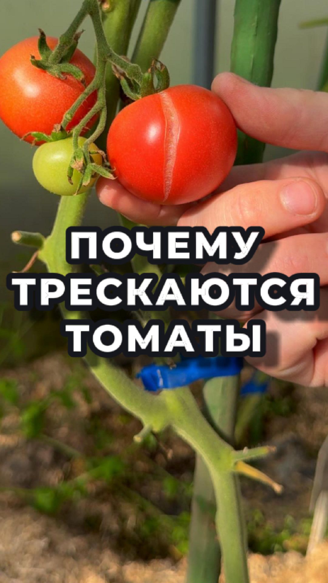 Помидоры лопаются? Вот почему 👇