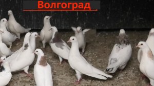 Голуби Барсегян Арарата в Волгограде! 2026г